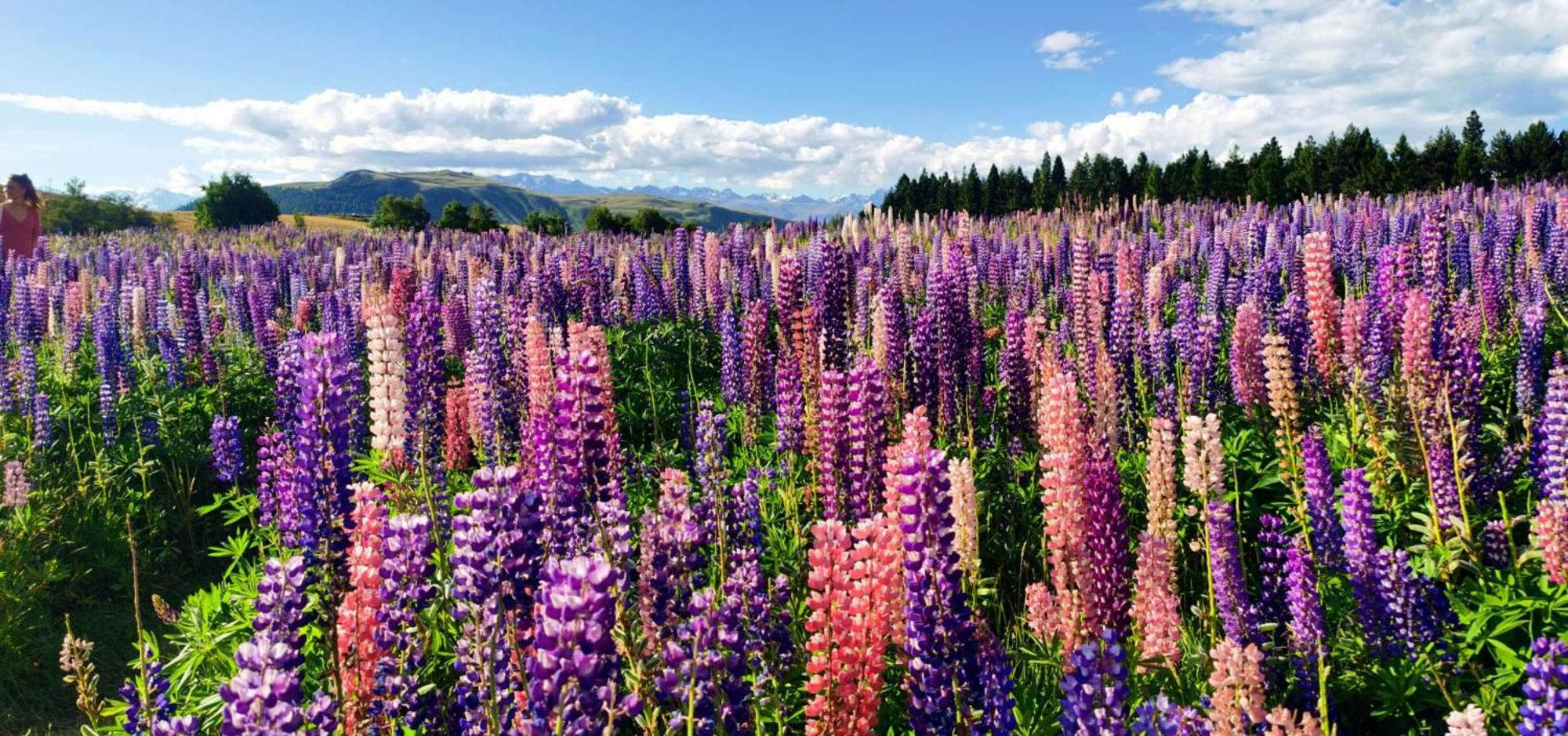 37 Galaxy A Διαμέρισμα Lake Tekapo Εξωτερικό φωτογραφία